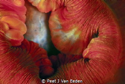 Seduction by a sea anemone by Peet J Van Eeden 